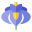 Iris Flowers - Rainbow Plants in Your Garden