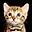Bengal Kittens For Sale | Cheetahsden Bengals | Bengals in Texas