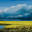 Artist | Cole Studio/ painter/ Contemporary art/Canada
