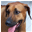 Colorado Rhodesian Ridgeback Rescue