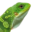 Cyclura | Leguane aus Österreich
