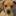 Dachshund dog owner guide,breed information,dog training and health