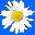 DaisyField.com
