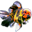 DandyOrandas.com » Collector and Show Quality Goldfish