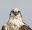 David Hollands' Birds