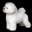- Destiny Bichons