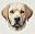 DogBeGone : L'Application qui Transforme la Vie des Propriétaires de Chien