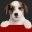 Dog Food Reviews and Ratings | Dog Food Advisor