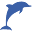 Dolphin Facts and Information | Dolphins World