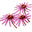 Vim & Vigor, Hoosier Herbal Remedies, Inc. | Vim & Vigor - Hoosier Herbal Remedies