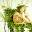 Earthflora > Earthflora.com The leading Supplier of Superior Artificial Trees Artificial Plants and Trees Palm Trees.