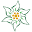 Edelweiss Perennials