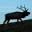 ElkCamp, Answers for Elk Hunters - Tips For Elk Hunters