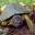 Europäischen Sumpfschildkröte (Emys orbicularis) - Emys Home