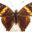 ENTOWINKLER – INSECTS, ENTOMOLOGICAL BOOKS & SUPPLIES – Fachgeschäft und Buchhandlung für Entomologie