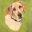 www.finepetportraits.co.uk