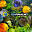 Tropical Fish and Aquarium Forum | Fish Forum