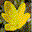 FloralImages - a botanical reference for the UK flora