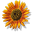 Ballina & Byron Bay Florist | Australian Wildflowers | Flowers In Paradise