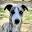 Home | Forgetmenot Whippets - Quality Whippet Puppies