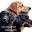Hovawart, breed and puppies | Breeder von Gaudihof Hovawarts, Overijse, Belgium
