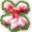 Geraniaceae