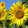 Herb Information, Benefits & News - HerbKnowledge.net