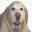 Labrador Rescue (North West Area): Dogs needing a home