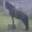 horse genetics