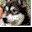Colors of the Siberian Husky