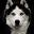 Free Spirit Siberian Rescue - Home