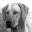 Imbali Rhodesian Ridgebacks UK