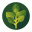 Jagulana Jiaogulan - Immortality Herb