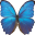 www.internationalbutterflybreeders.org