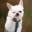 Hundar i Sverige K9 -