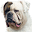 John D. Johnson Kennels - Home of the REAL American Bulldog!