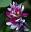 Kudzu World – All things tech and kudzu too