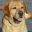 Labradale – Labrador Retriever – Puppies & Stud Service