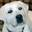 Lab Pups, white lab puppies, English Lab Puppy, Reputable breeder, AKC Quality Healthy Pups for sale, Snow White Polar Bear LabsToLove puppies for sale