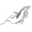 Seal & Dolphin Tours | Walvis Bay | Levo Tours