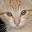 lisaviolet's cathouse...the best little cathouse in cyberspace