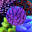 www.livestockusa.org - Corals - Marine Fish - Acropora - Live Rock - Marine Aquarium