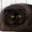 Lorien'Cats - HOME