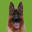 Top Quality German Shepherd Dogs And Puppies