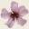 Malvaceae Info