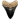 Megalodon Teeth - Best Sellers of Fossil Shark Teeth
