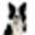 Midwest Border Collie Rescue | Border Collie Rescue