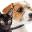 MJM Company | Grooming Your Dog With #1 All Systems