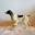 Montana Bird Hunts - Montana Upland Bird Hunting Guides for partridge, grouse & pheasant