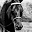 Morgan horse registry | British Morgan Horse Society